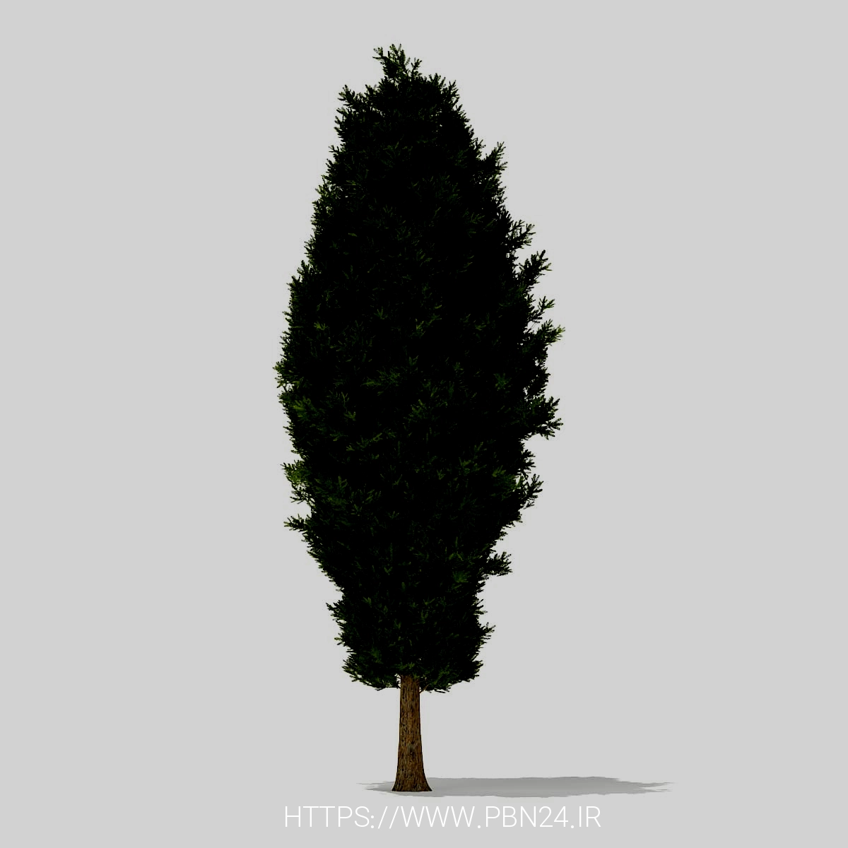 European Yew (Taxus baccata) 10.7m