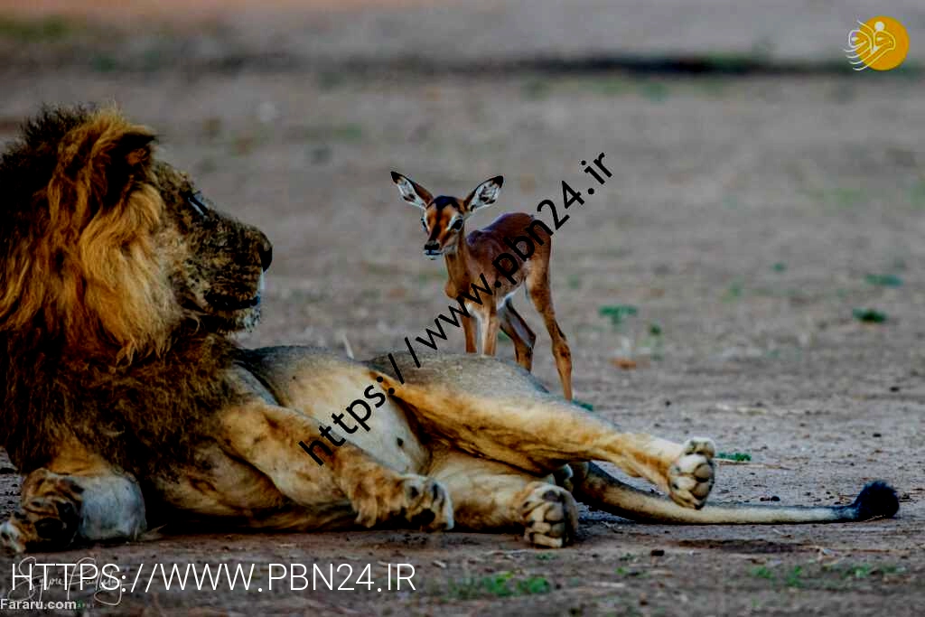 (عکس)